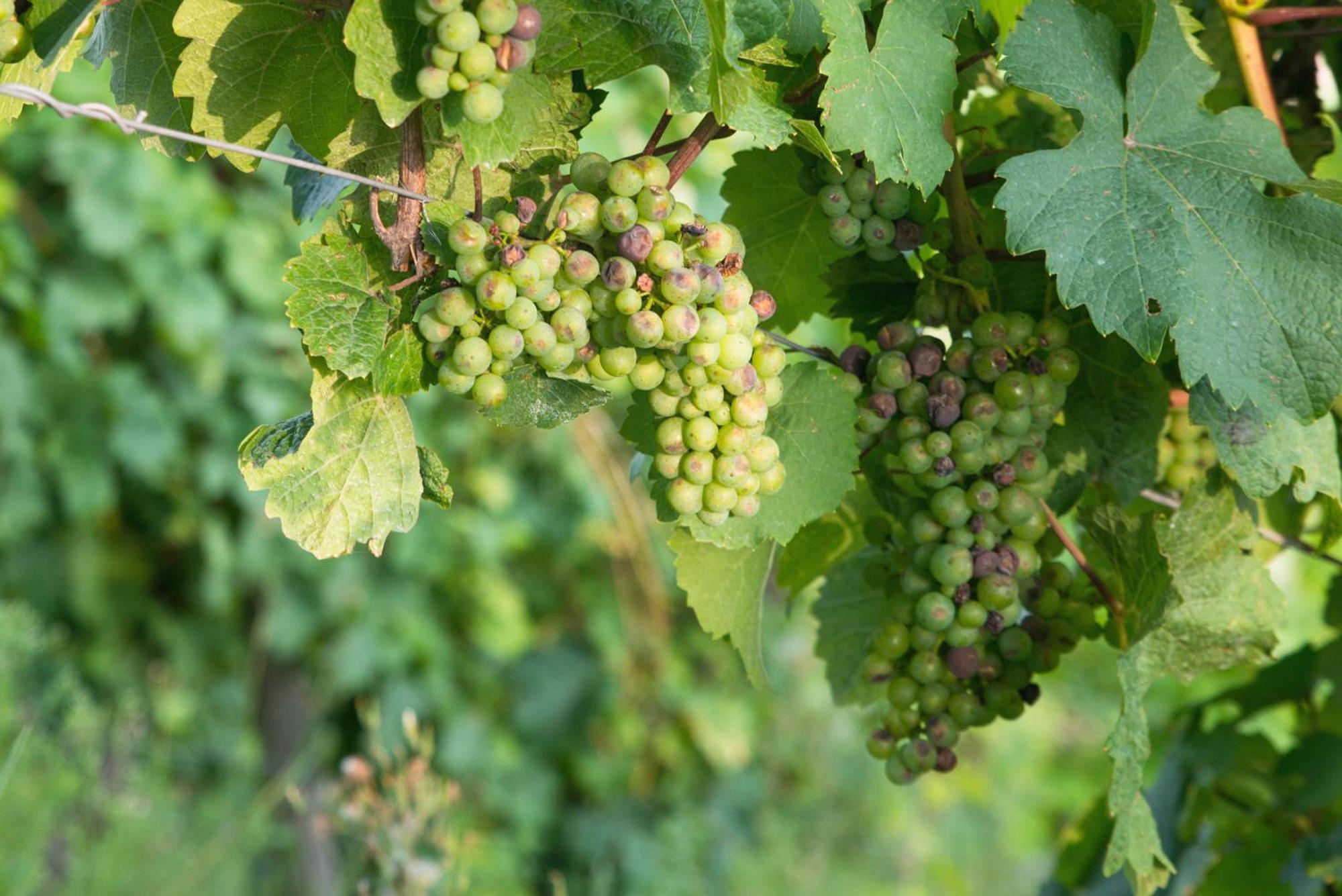 Ürzig Weingut / Gaestehaus Gerlach מראה חיצוני תמונה